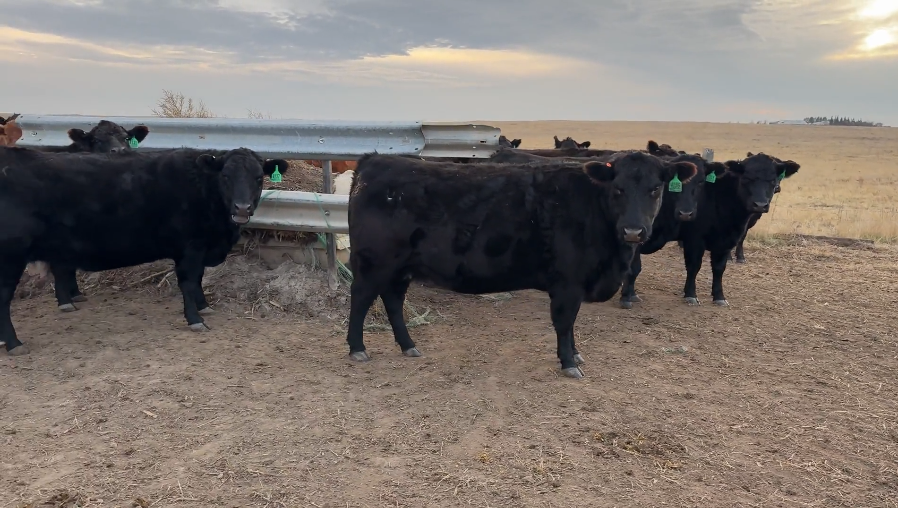 BIG JAG – (3-5) yr olds – March to May calving!-BC1120E5